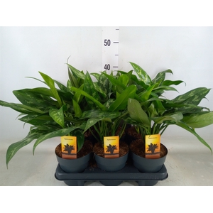 Aglaonema  'Maria Christina'