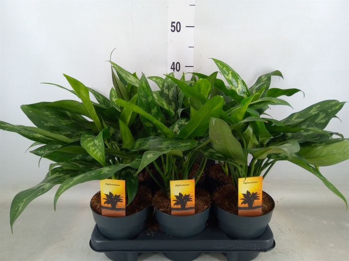 <h4>Aglaonema  'Maria Christina'</h4>