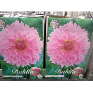 Dahlia   ...flowerbulbs