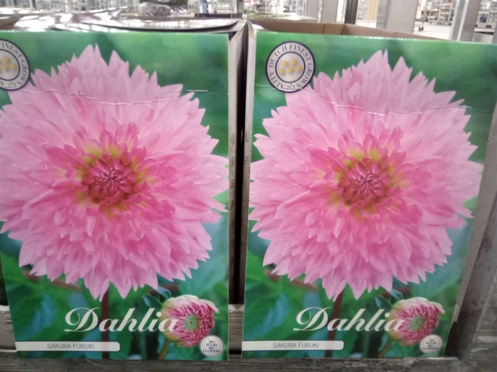 <h4>Dahlia   ...flowerbulbs</h4>