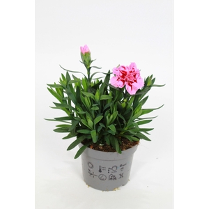 Dianthus OscarPink Heart p9