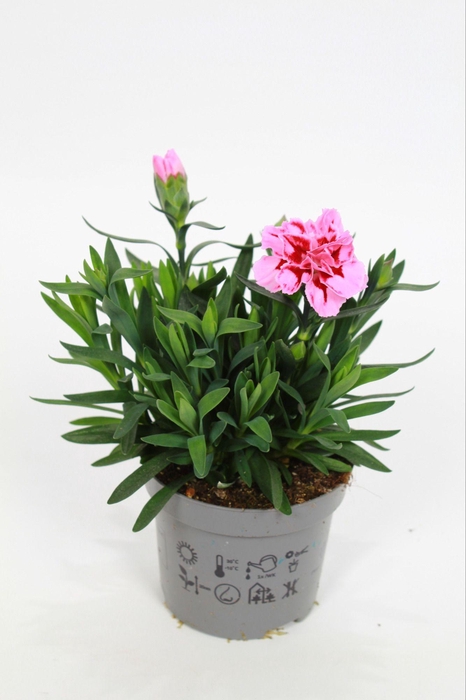 <h4>Dianthus OscarPink Heart p9</h4>