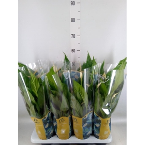 Spathiphyllum  'Sweet Benito'