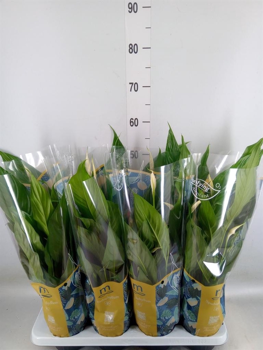 <h4>Spathiphyllum  'Sweet Benito'</h4>