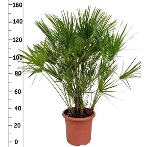 CHAM HUMILIS