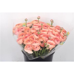 Ran.. Su Nuance Extra X50