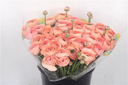 <h4>Ran.. Su Nuance Extra X50</h4>