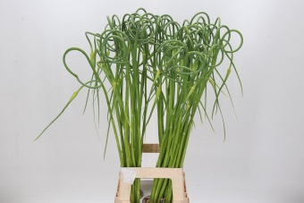 <h4>Allium Sativum Ophioscorodon</h4>