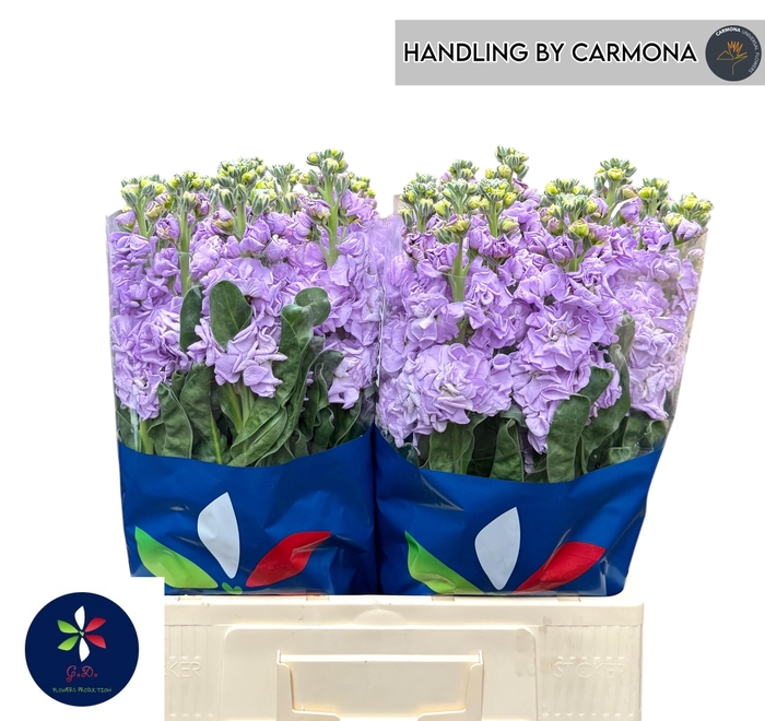 <h4>MATTH IRON MARINE</h4>