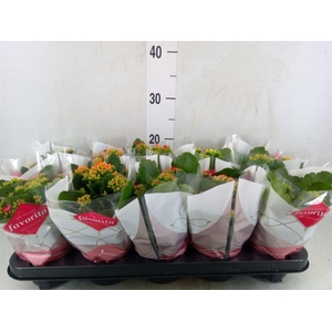 Kalanchoe blos.   ..mix 6
