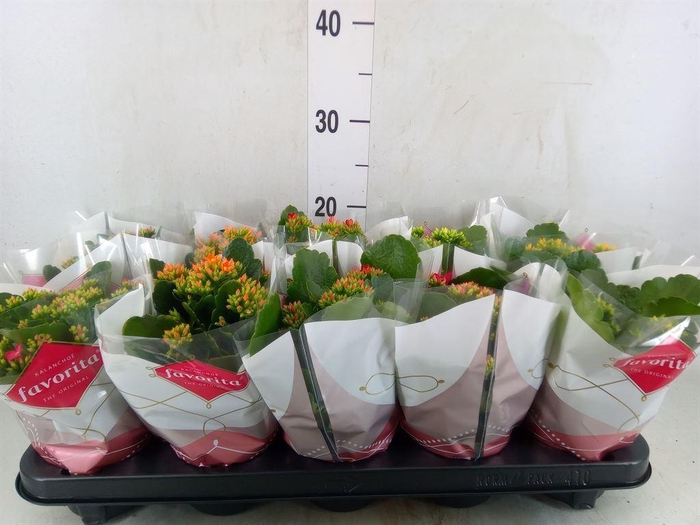 <h4>Kalanchoe blos.   ..mix 6</h4>