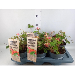 Fragaria ananassa 'Fragoo'   ...mix