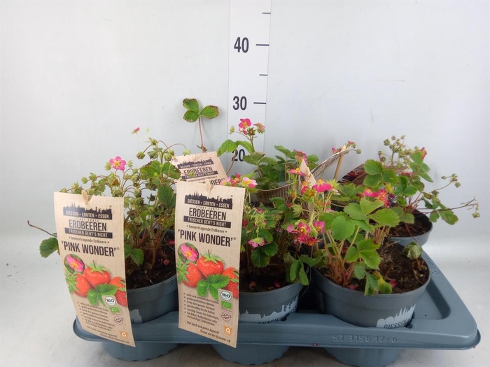 <h4>Fragaria ananassa 'Fragoo'   ...mix</h4>