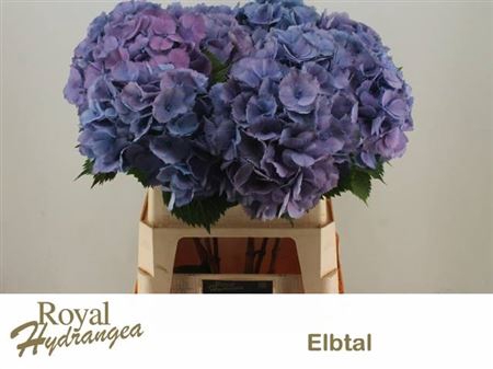 <h4>Hydr M Elbtal Bl</h4>