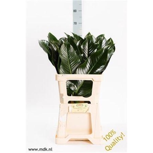 Philodendron  'St. Tropez'