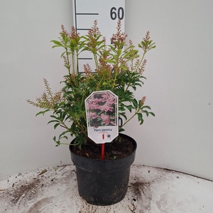 PIERIS JAPONICA