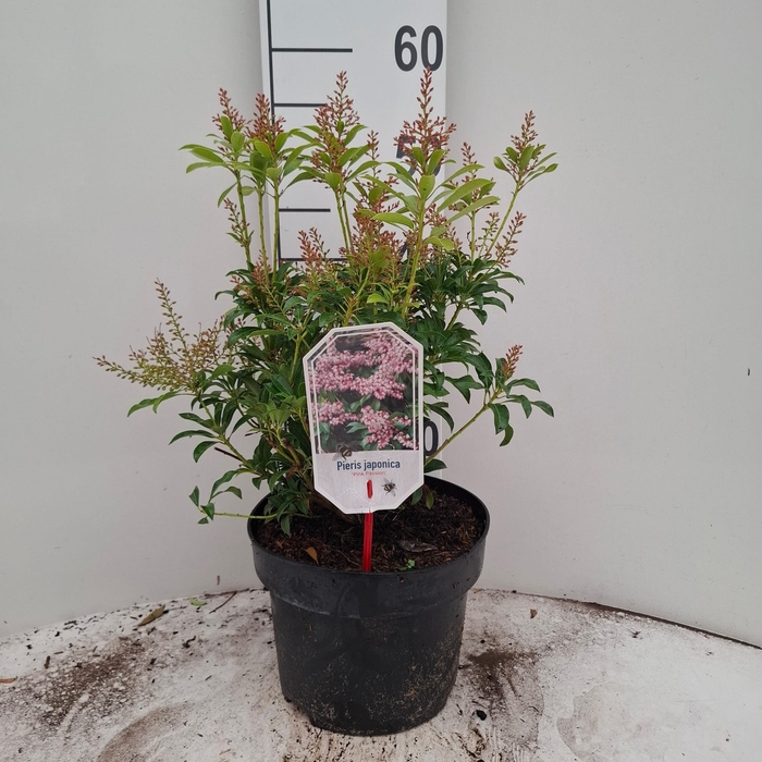 <h4>PIERIS JAPONICA</h4>