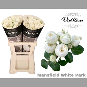 R TR MANSFIELD WHITE PARK