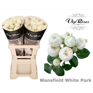 R Tr Mansfield White Park