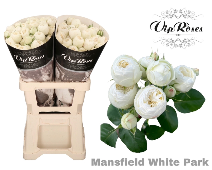 <h4>R TR MANSFIELD WHITE PARK</h4>