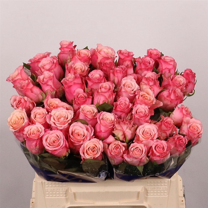 <h4>R Gr Ramonda</h4>