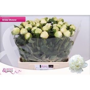 Paeonia Bridal Shower | Xxl