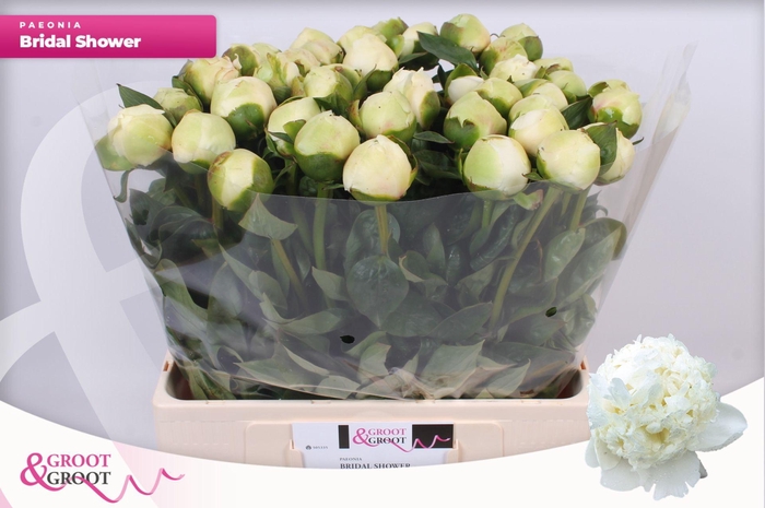 <h4>Paeonia Bridal Shower | XXL</h4>