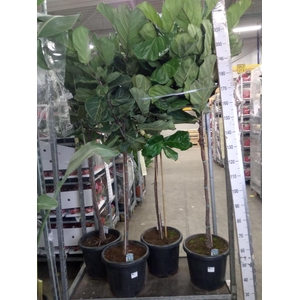 Ficus lyrata