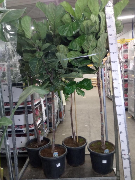<h4>Ficus lyrata</h4>