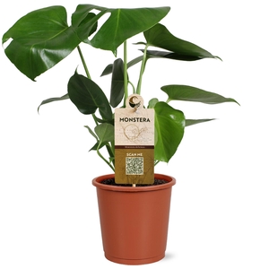 Monstera deliciosa in blanco hoes met etiket