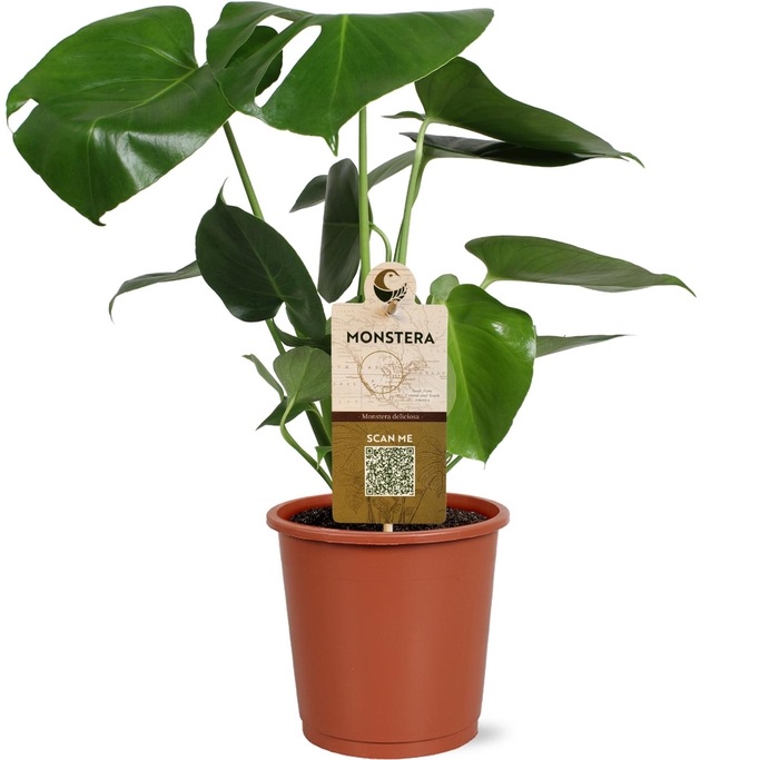 <h4>Monstera deliciosa in blanco hoes met etiket</h4>