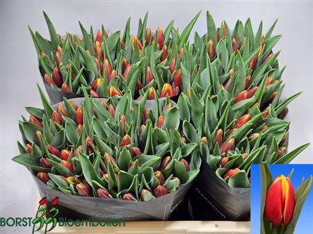 <h4>Tu En Tarzan</h4>