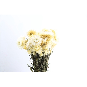 Dried Helichrysum White Bunch