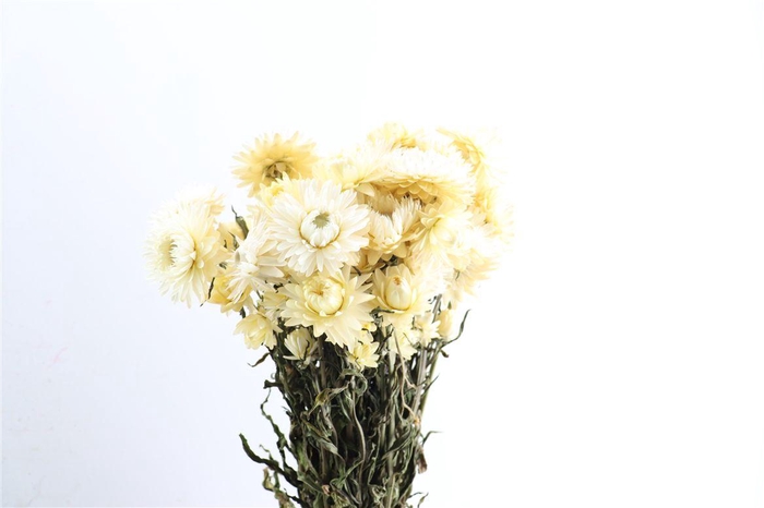 <h4>Dried Helichrysum White Bunch</h4>