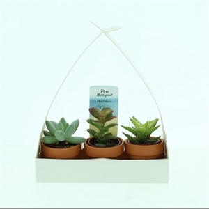 Bio Succulenten mini 225-HENGSELDO