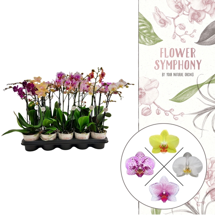 <h4>Flower Symphony | Mix | Phalaenopsis 2 spike</h4>