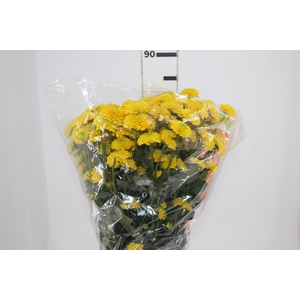 CRISANTEMO SANTINI FERRY SUNNY 080 CM