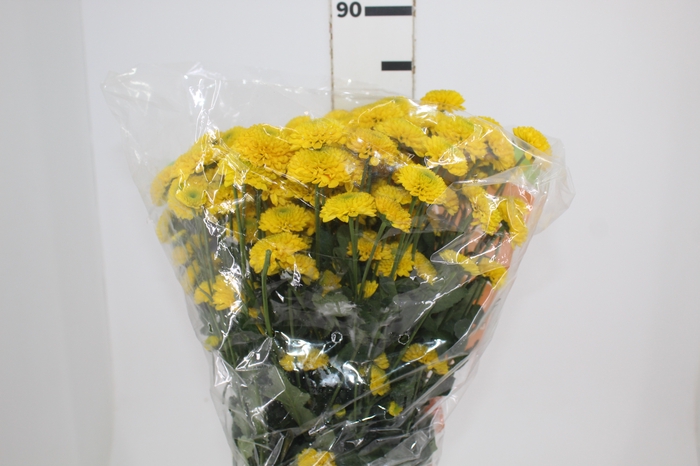 <h4>CRISANTEMO SANTINI FERRY SUNNY 080 CM</h4>