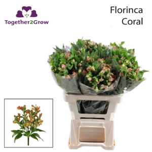 Alstr Florinca Coral