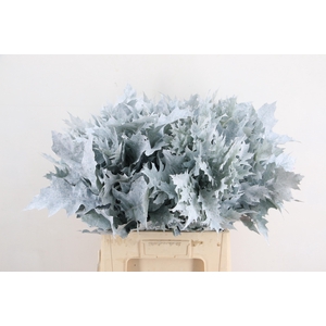 QUERC RUBRA 60CM FROST WIT