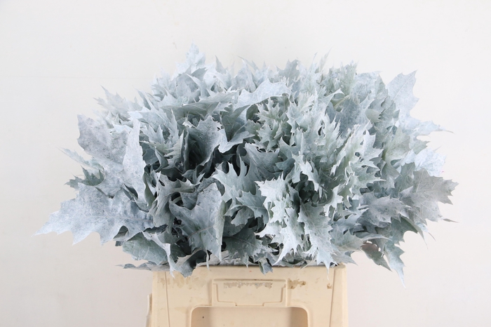 <h4>QUERC RUBRA 60CM FROST WIT</h4>