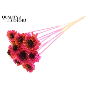 Shola Daisy Sunflower 6cm on stem Splashed Cerise/Yellow