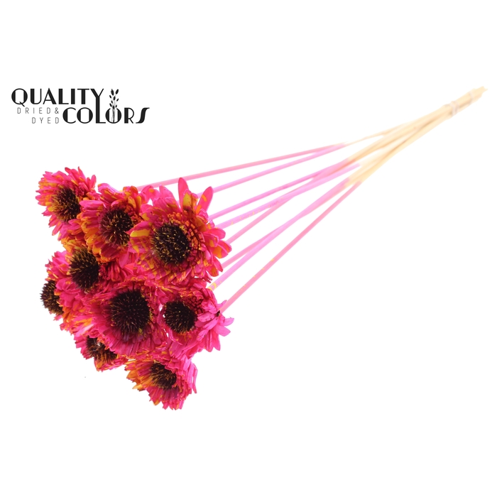 <h4>Shola Daisy Sunflower 6cm on stem Splashed Cerise/Yellow</h4>