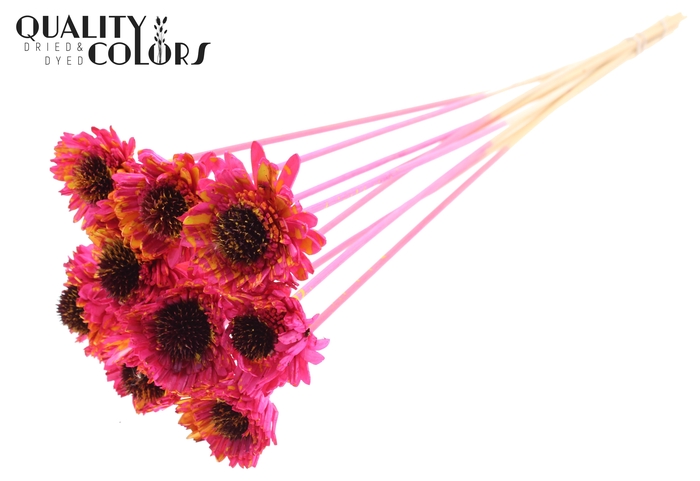 Shola Daisy Sunflower 6cm on stem Splashed Cerise/Yellow