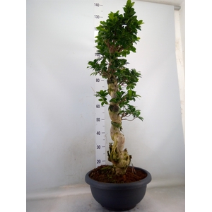 Ficus microcarpa 'Ginseng'