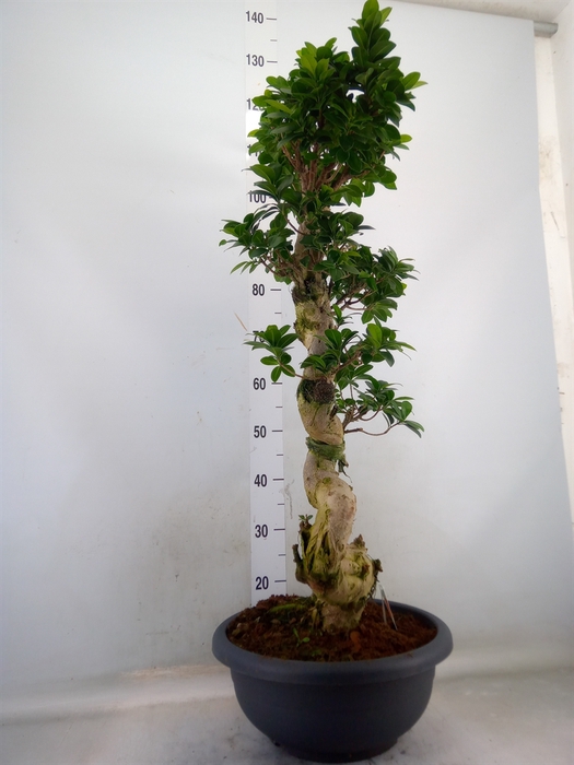 <h4>Ficus microcarpa 'Ginseng'</h4>