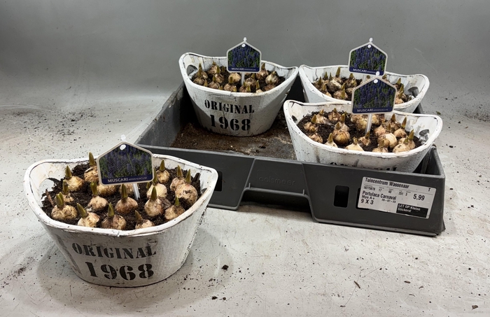 arr8 Arr Muscari In Houten Hengsel Bakje