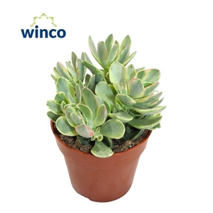 Crassula Rusby Variegata