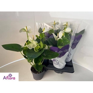 ANTHU AN SIERR WHITE