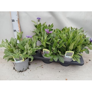 CENTAURE BLUE CARPET